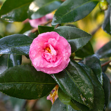 Camellia sasanqua cv "fiore