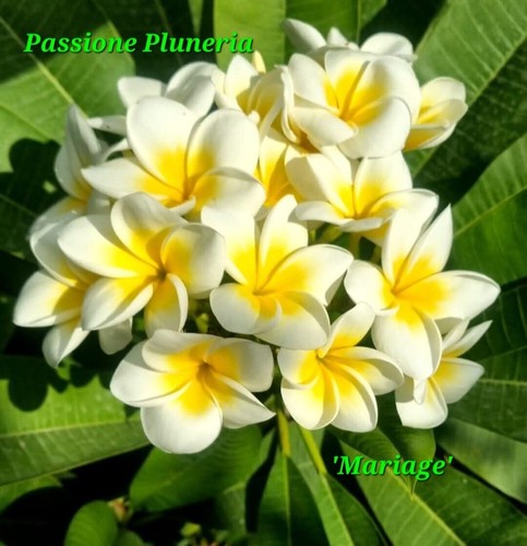 Talea plumeria - talea, di