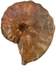 Gesso Barroisiceras