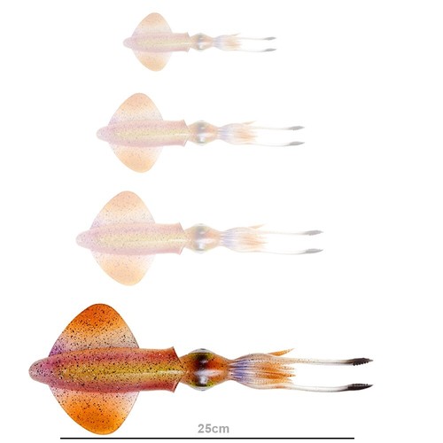 Savage gear swimsquid - savage,