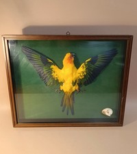 Taxidermy cabinet de - cabinet,