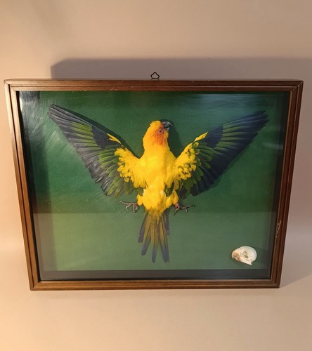 Taxidermy cabinet de - cabinet,