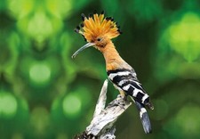 3D Cartolina Upupa Animale