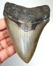 MEGALODONTE DENTE DI SQUALO