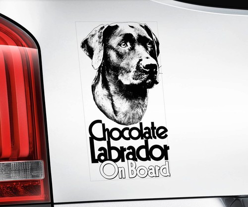 Chocolate labrador car - labrador,