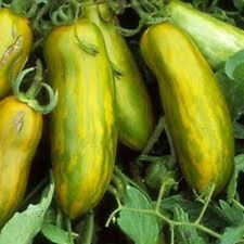 POMODORO VERDE ZEBRATO LUNGO / VERDE ZEBRA, 50 SEMI + OMAGGIO + SPEDIZIONE GRATUITA