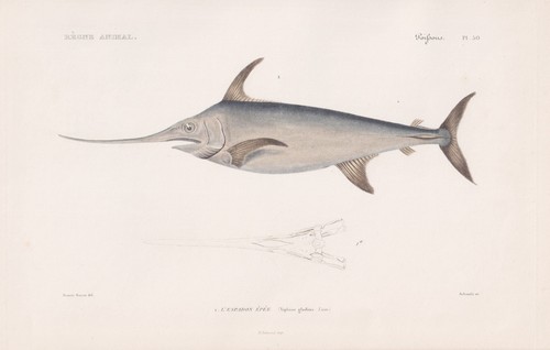 Incisione pesce spada - di,