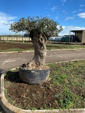 Albero di Ulivo  Secolare FOTO