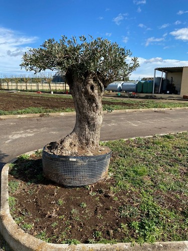 Albero ulivo secolare - di,