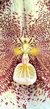 Dracula Species 'Big Splash'