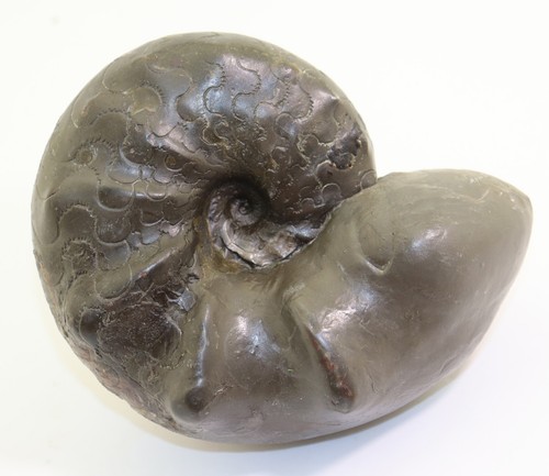 Ceratit ceratites nodosus - ceratites,