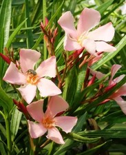 Nerium oleander "Salmone" -