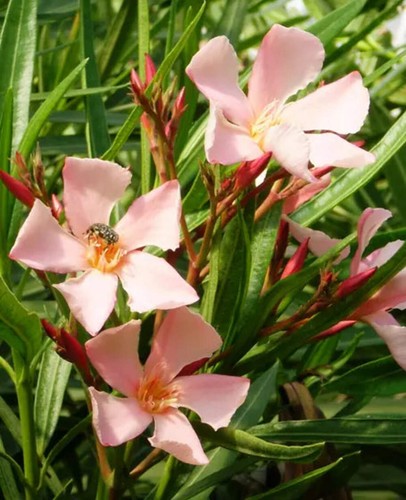 Nerium oleander salmone - oleander,