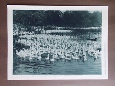 Anitre Wrentham Assisi Strada