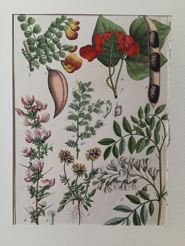 Stampa botanica antica - stampa,
