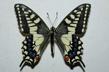 PAPILIO MACHAON  MALE SARDINIA ITALIA Papilionidae - Entomology - Butterfly