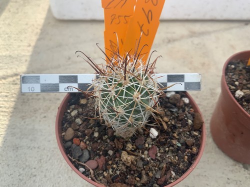 397 sclerocactus wrightii - 397,