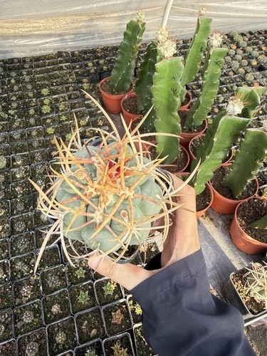 1pcs thelocactus - 1pcs,