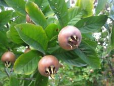 NESPOLO COMUNE-  MESPILUS GERMANICA   SEMI 5 PER GRAMMO CIRCA