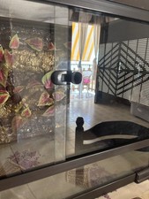 teca per rettili decorata a mano