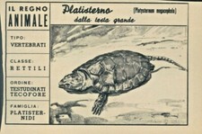 R@R@ FIGURINA DEL REGNO