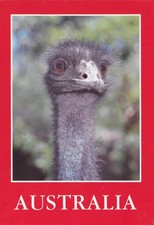 Emu Postcard, Australia ~