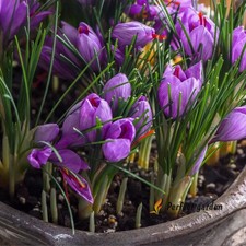 Bulbi crocus sativus - 5,