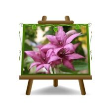 Clematis Grandi Fiori Rosa