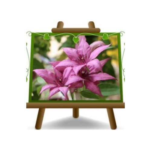 Clematis grandi fiori rosa - clematis,