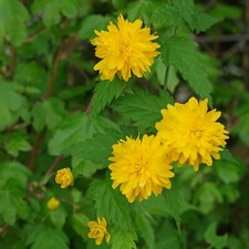Pianta Kerria japonica