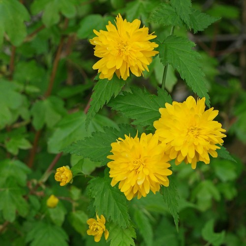 Pianta kerria japonica - kerria,