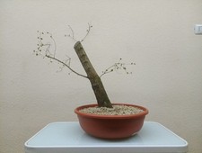 BONSAI XL OLMO(ULMUS