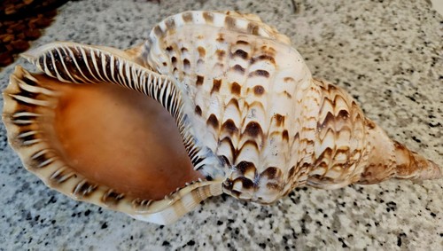 Tromba gigante tritone - tromba, di