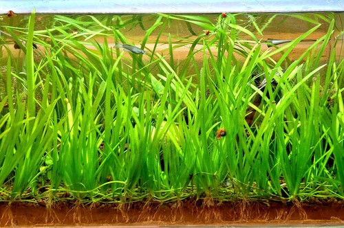 Piante vallisneria natans - piante,
