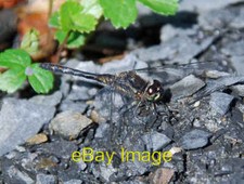Photo 6x4 Black Darter on