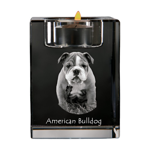 American bulldog americano - american,
