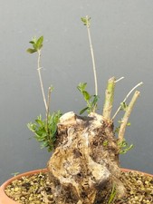 Bonsai olivastro 30x25cm - 30x25cm, in