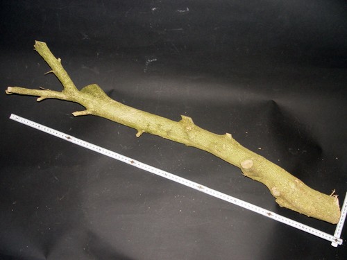 Tronco bosso buxus legno - buxus,