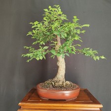 PRE BONSAI  DI OLMO CAMPESTRE