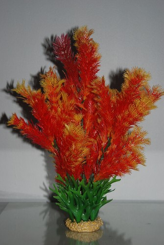 Pianta acquario limnophila - acquario,