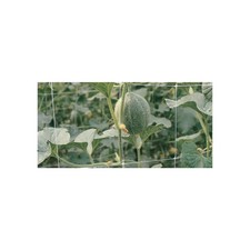 RETE P/RAMPICANTI H 2X 10 M