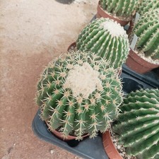 Echinocactus Grusonii Brevispinus