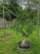 Esemplare ficus bonsai - ficus,