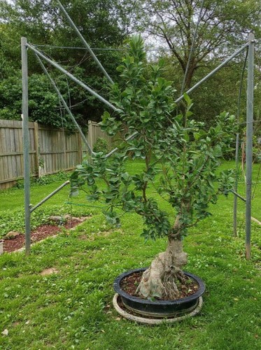 Esemplare ficus bonsai - ficus,