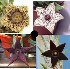 4 TALEE Asclepiadaceae SINGOLI steli NO radici Piante Grasse Fiori in foto WEB