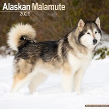Calendario Alaskan Malamute