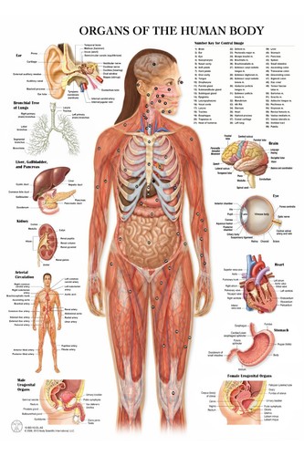 Poster organi del corpo umano - poster,