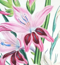 1841, J.W. LOUDON 1° EDIZIONE. FINISSIMO BULBO ACQUERELLO ORIGINALE ANTICO YFC