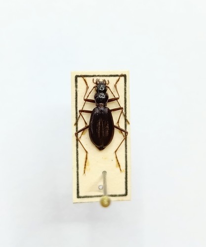 Entomology taxidermy - entomology,
