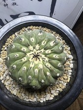 1pz Copiapoa cinerea Copiapoa